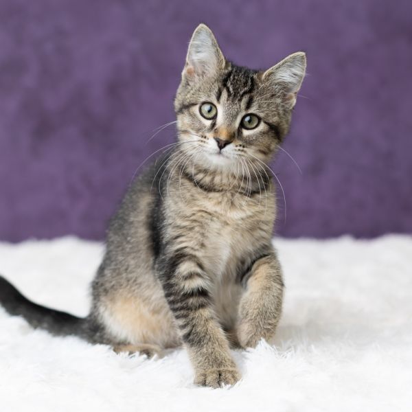 Laurie Strode photo 1