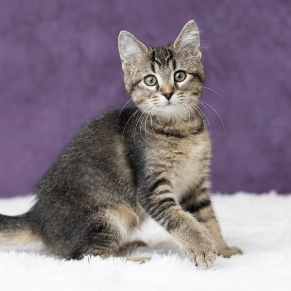 Laurie Strode thumbnail 2