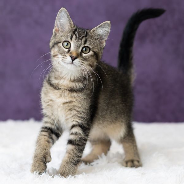 Laurie Strode thumbnail 3