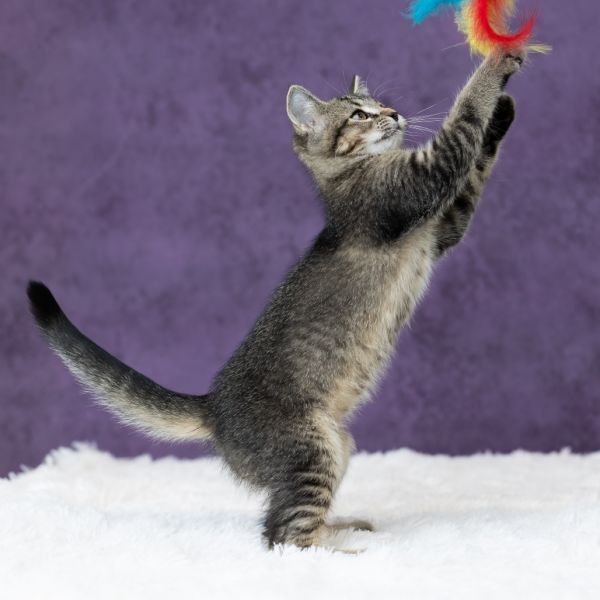 Laurie Strode thumbnail 4