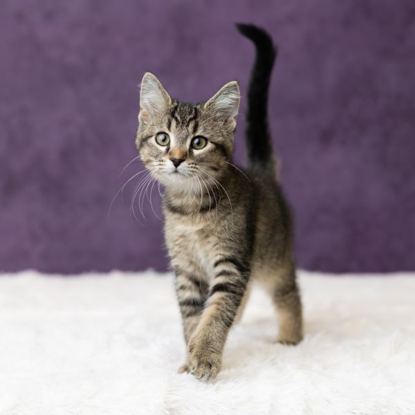 Laurie Strode thumbnail 5