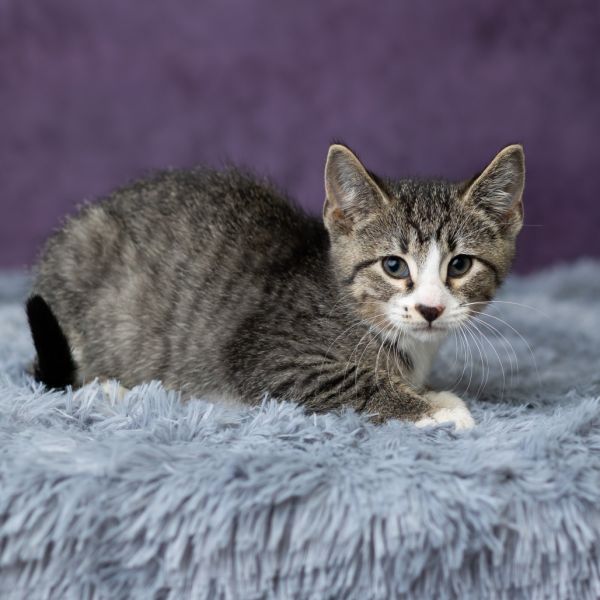 Roan Inish thumbnail 5