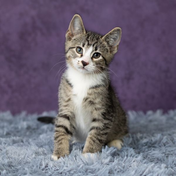 Roan Inish thumbnail 6