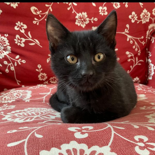 Egg Roll thumbnail 2