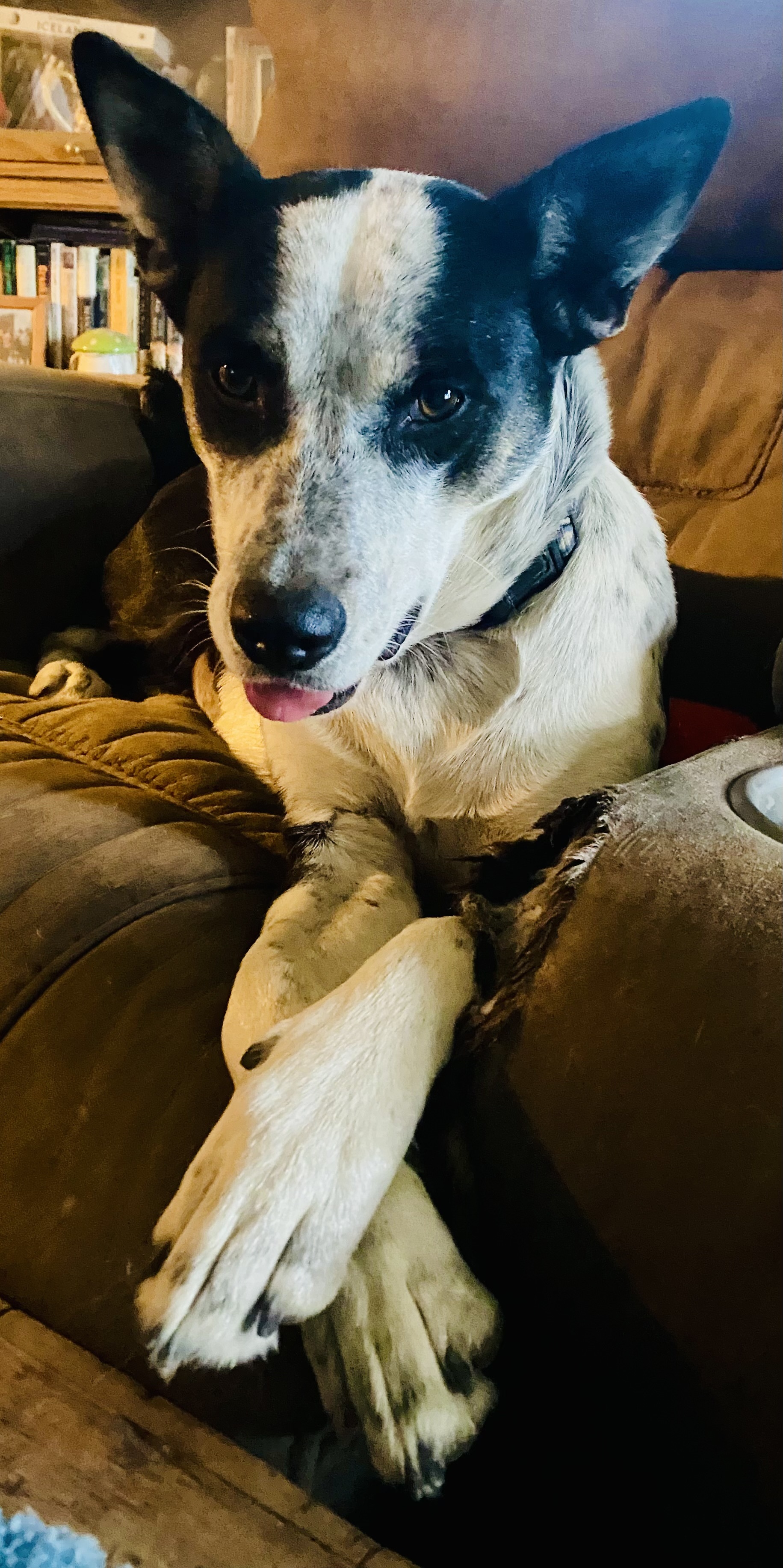 Moira, an adoptable Australian Cattle Dog / Blue Heeler in Hardin, MT, 59034 | Photo Image 1