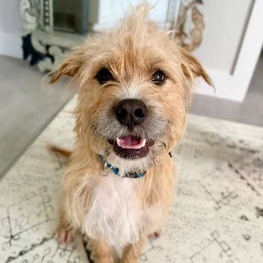 Shaggy
