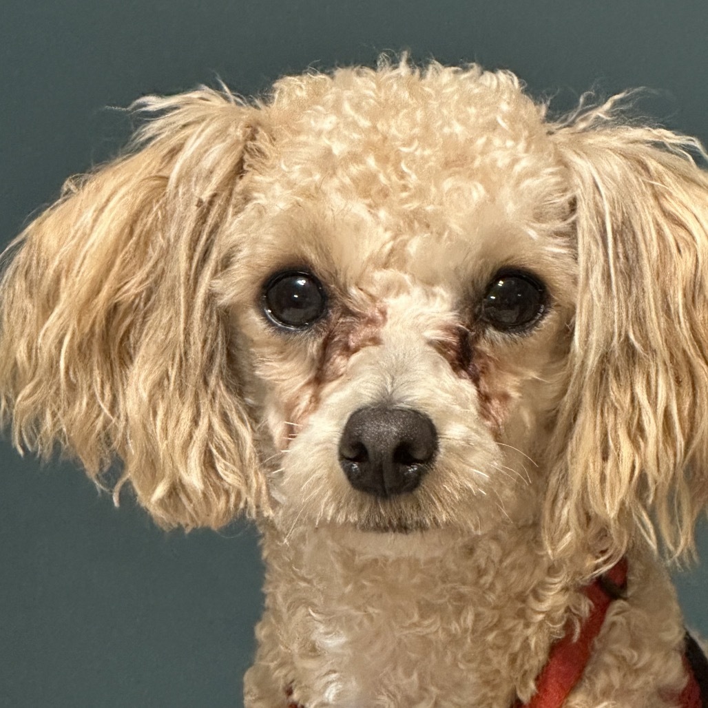Irving, an adoptable Havanese, Poodle in Crystal, MN, 55428 | Photo Image 1
