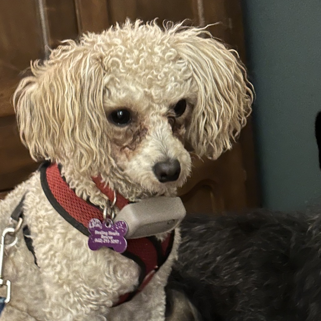 Irving, an adoptable Havanese, Poodle in Crystal, MN, 55428 | Photo Image 2
