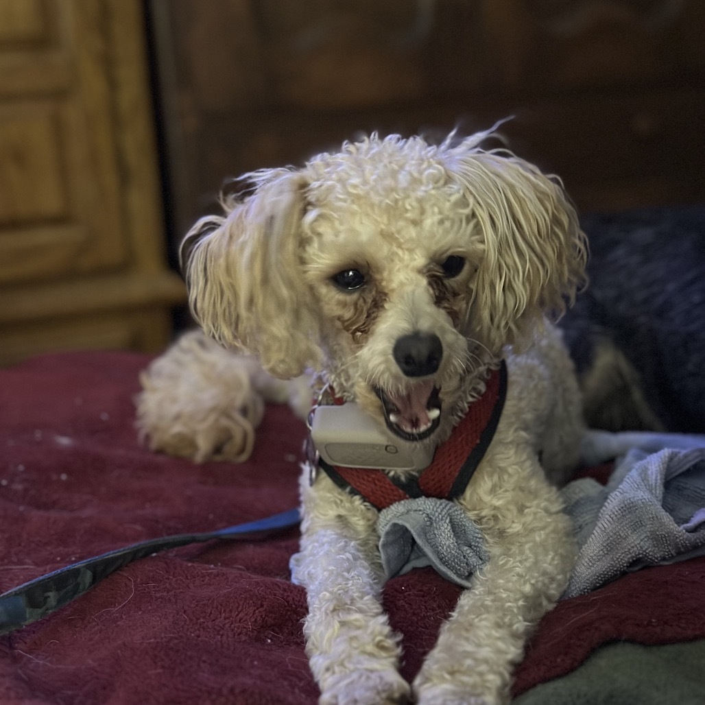 Irving, an adoptable Havanese, Poodle in Crystal, MN, 55428 | Photo Image 3
