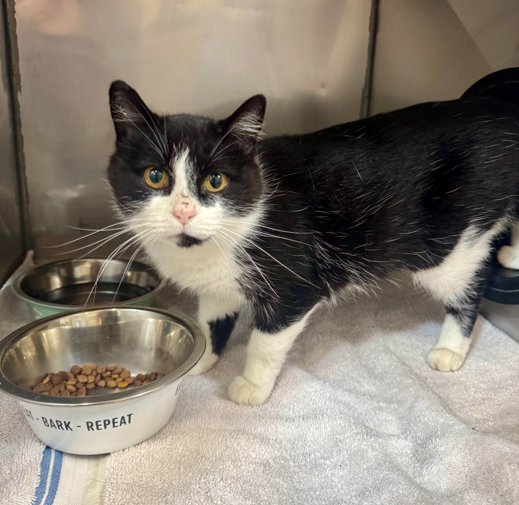 Sienna, an adoptable Domestic Short Hair in Gillette, WY, 82716 | Photo Image 1