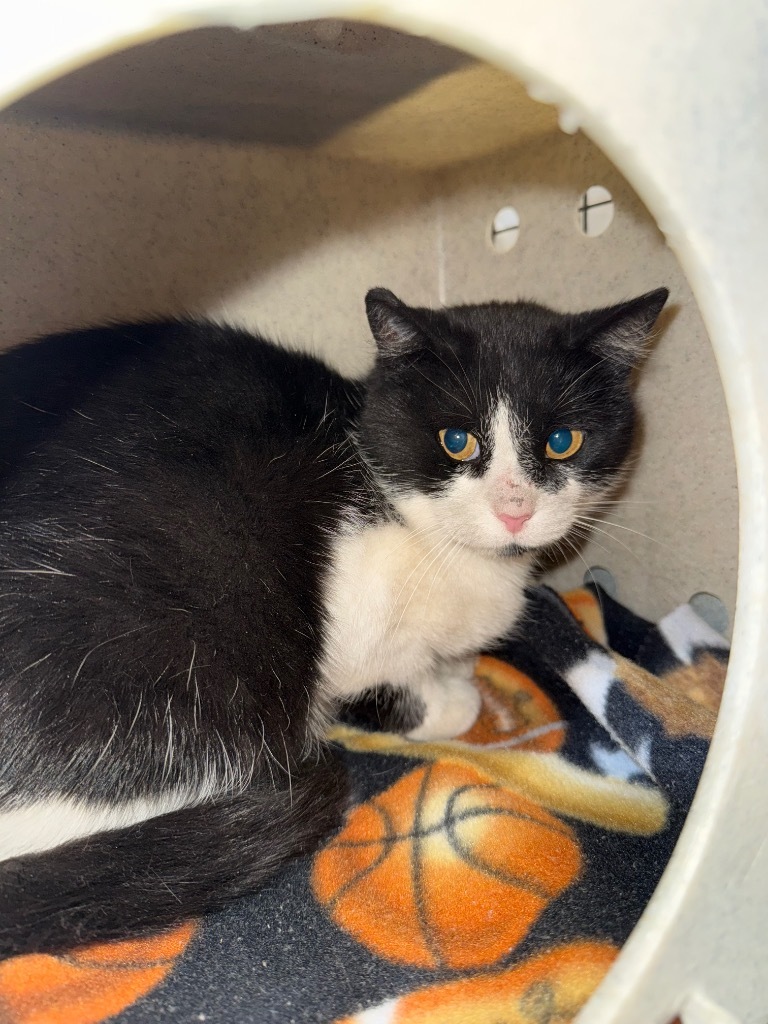 Sienna, an adoptable Domestic Short Hair in Gillette, WY, 82716 | Photo Image 2