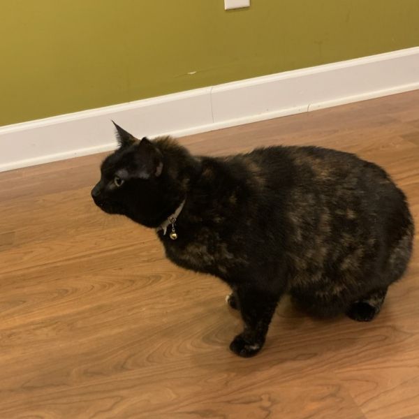 Eemo