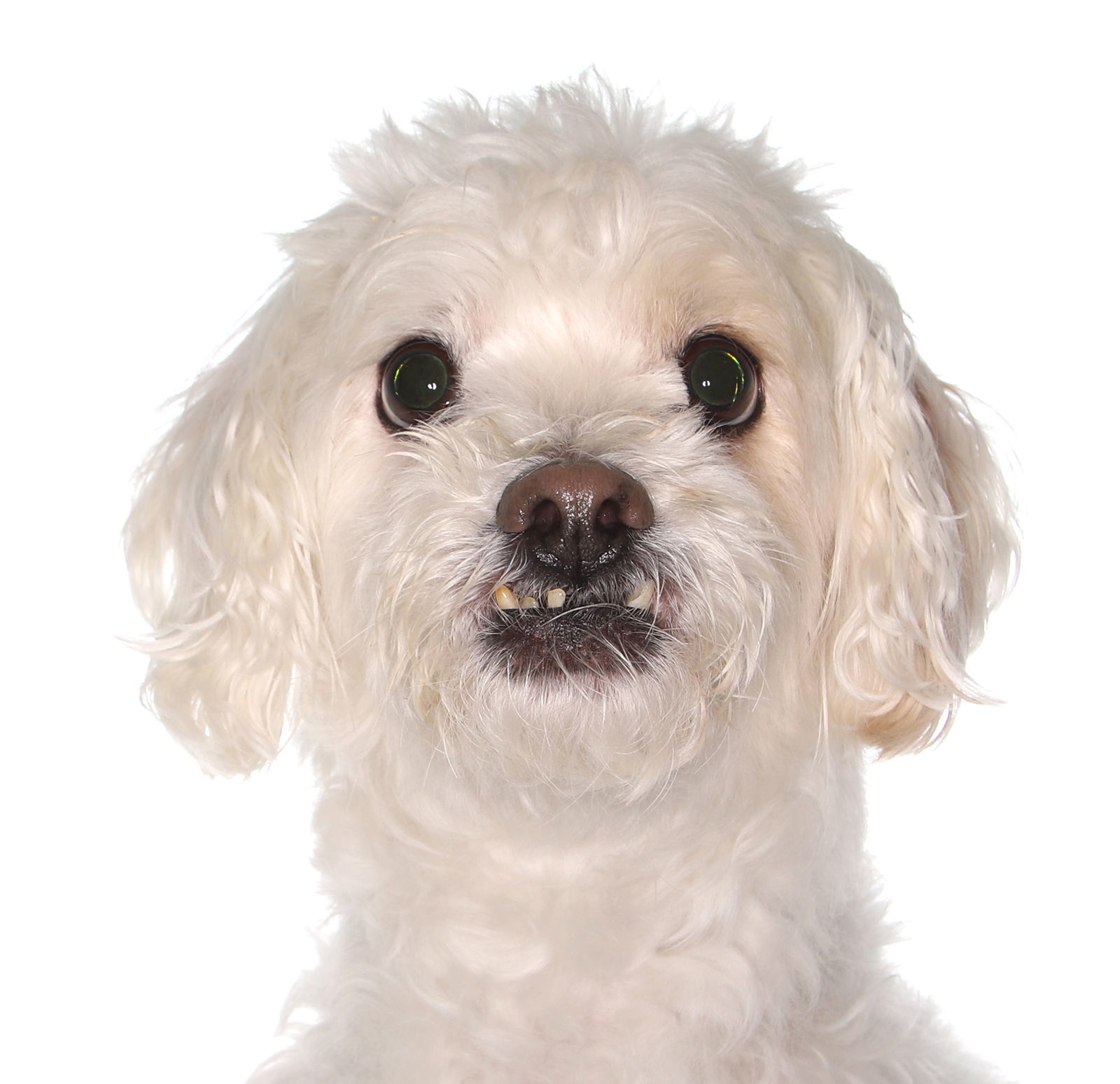 Paddington, an adoptable Havanese in Oakland Park, FL, 33334 | Photo Image 1