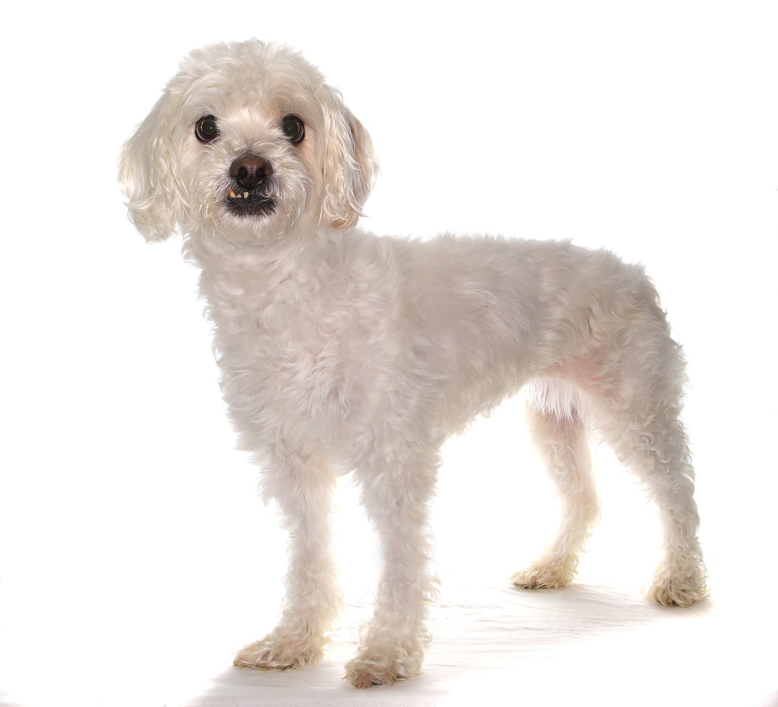 Paddington, an adoptable Havanese in Oakland Park, FL, 33334 | Photo Image 2