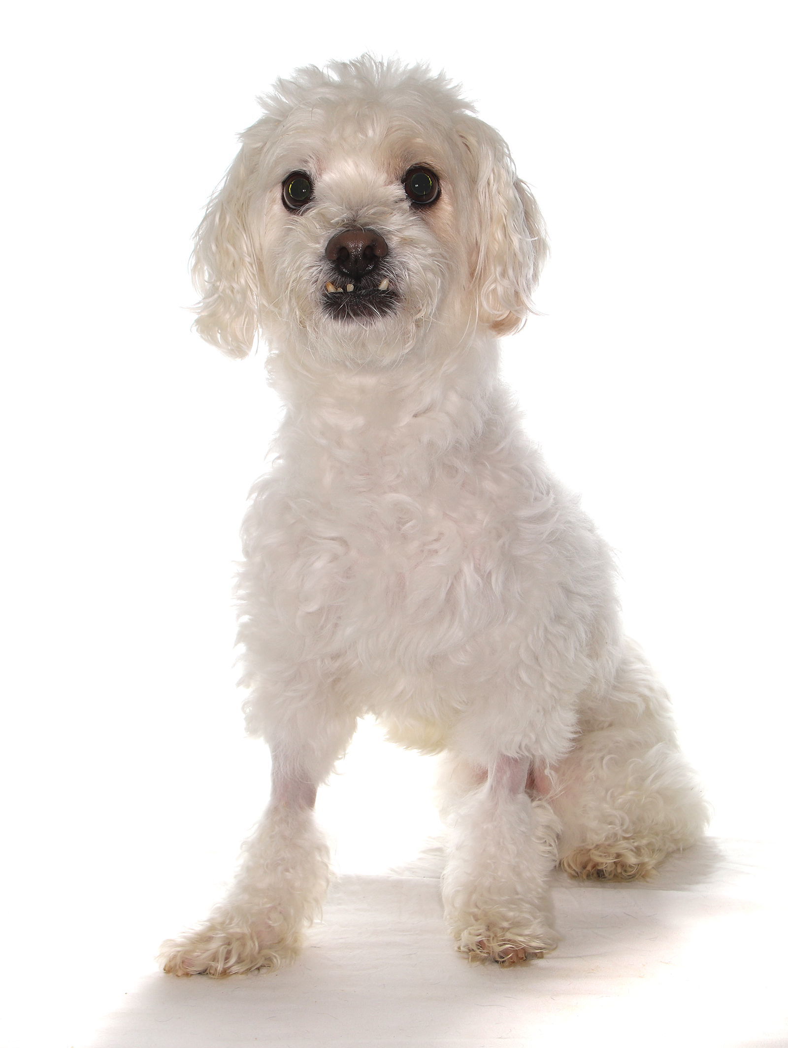 Paddington, an adoptable Havanese in Oakland Park, FL, 33334 | Photo Image 3