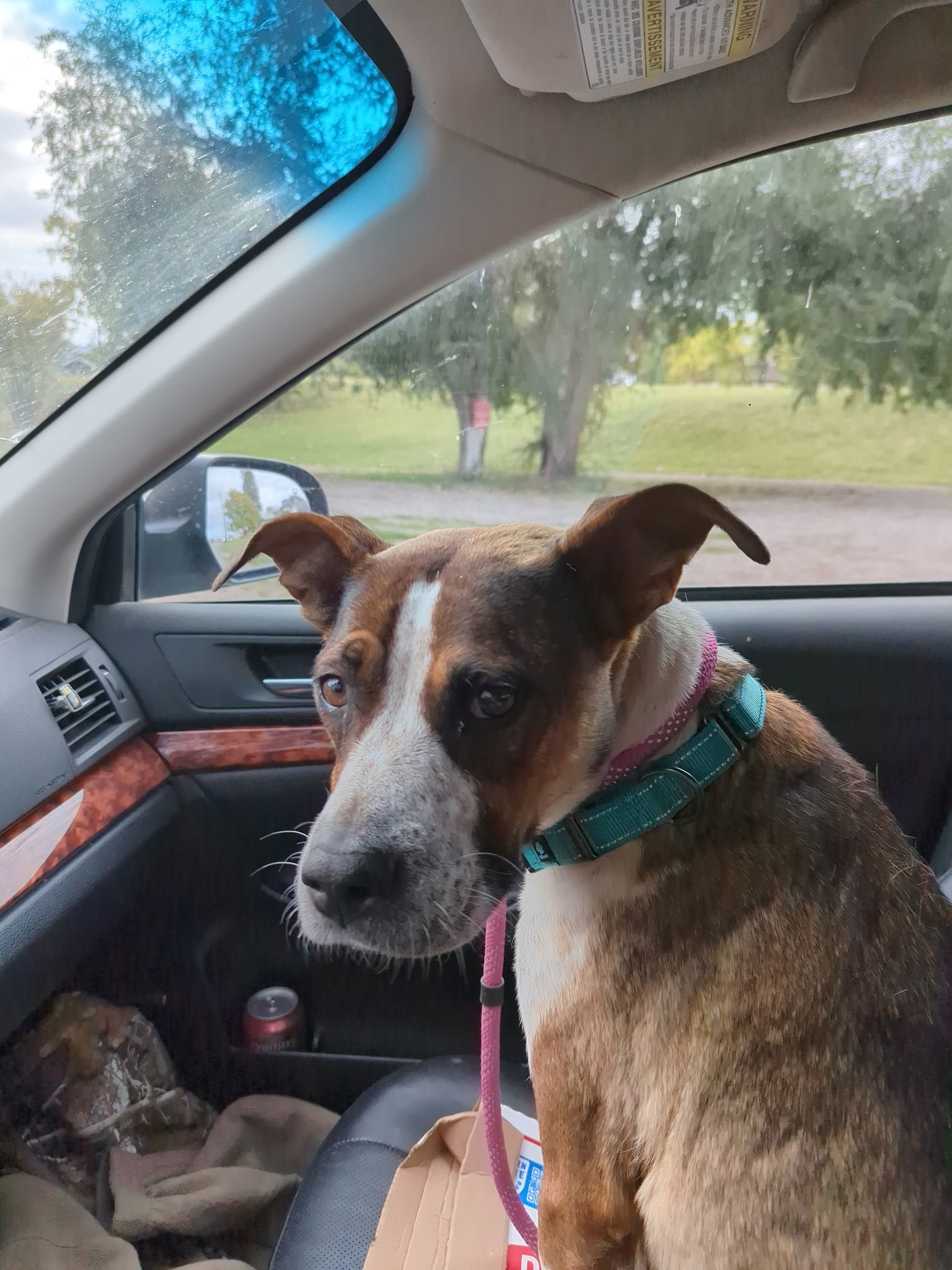 Ruby, an adoptable Australian Cattle Dog / Blue Heeler, Pit Bull Terrier in Polson, MT, 59860 | Photo Image 2