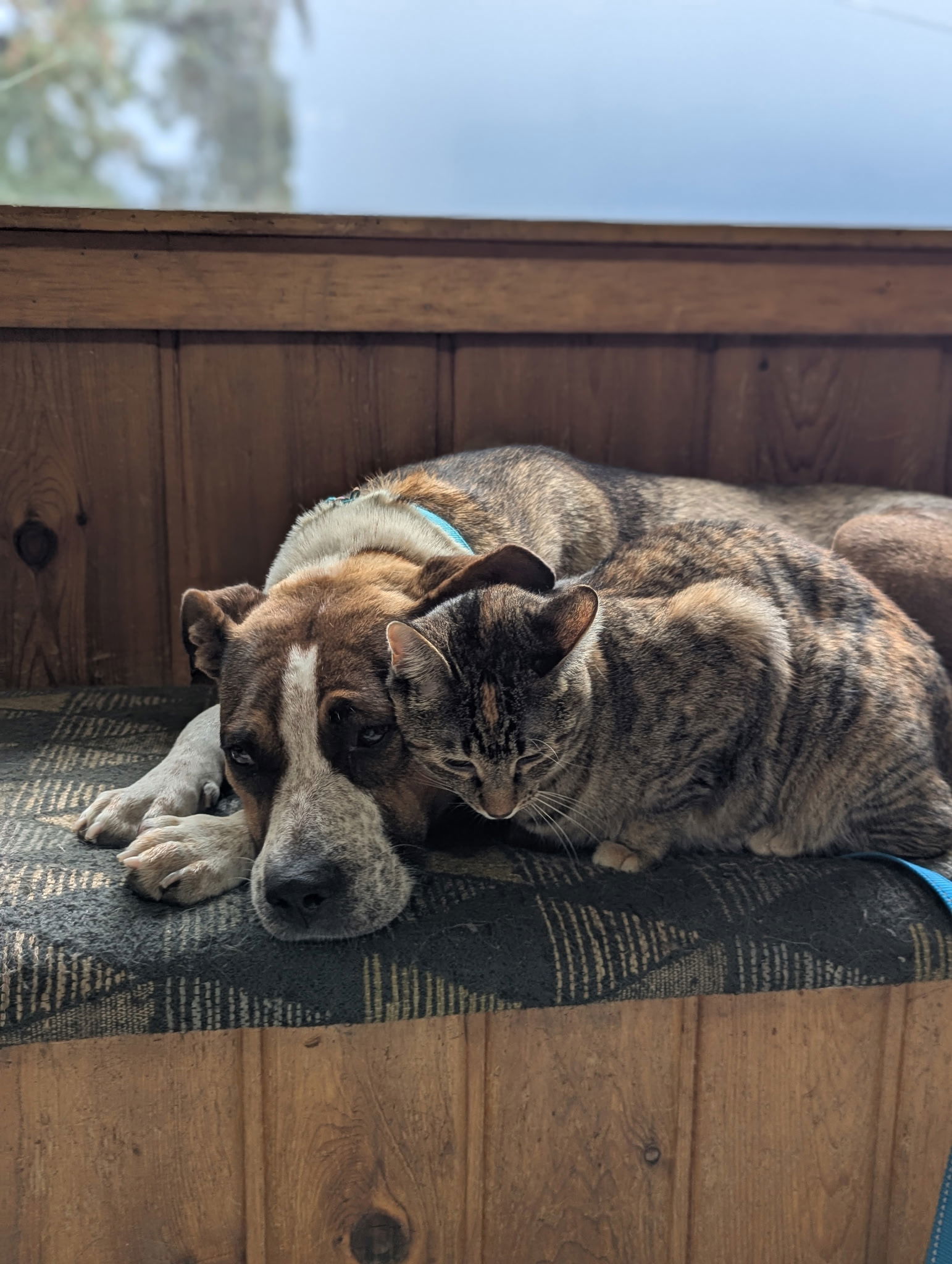 Ruby, an adoptable Australian Cattle Dog / Blue Heeler, Pit Bull Terrier in Polson, MT, 59860 | Photo Image 3