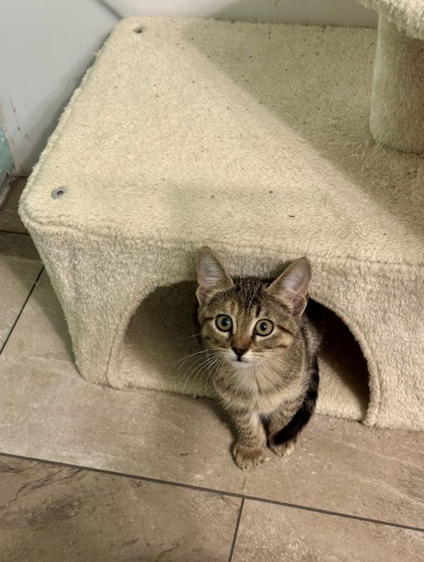 British C thumbnail 2