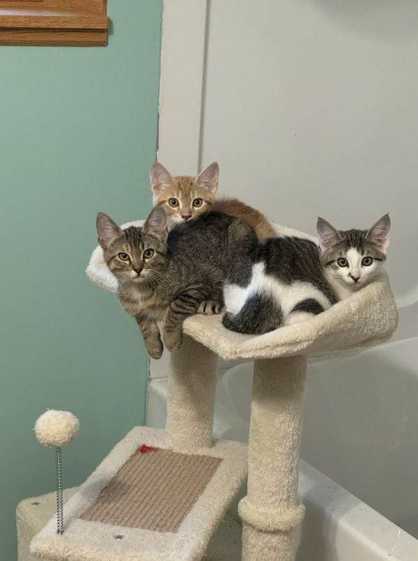 British C thumbnail 3