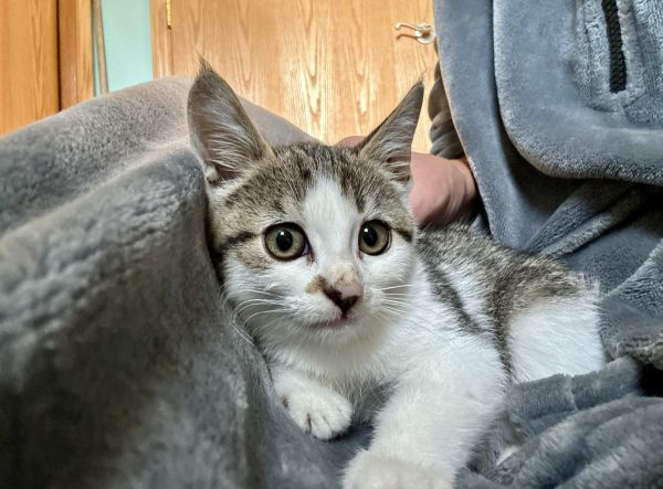 Petroleum C thumbnail 2