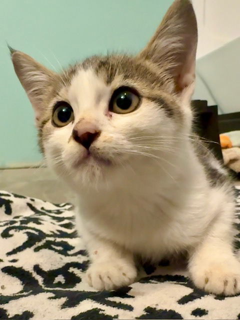 Petroleum C thumbnail 3