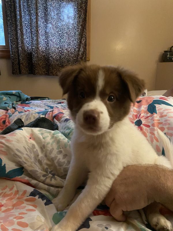 Chase D  No thumbnail 2