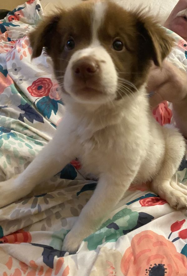 Chase D  No thumbnail 3