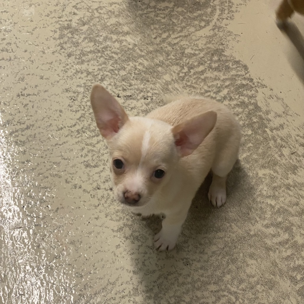 Stella