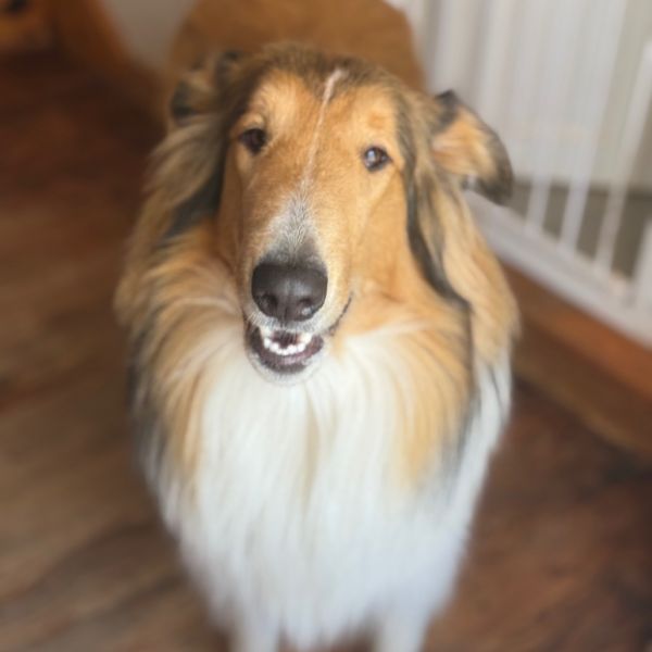 Sullivan thumbnail 2