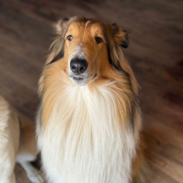 Sullivan thumbnail 3