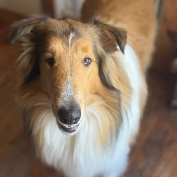 Sullivan thumbnail 4