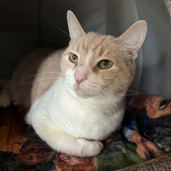 Penny Lane thumbnail 5