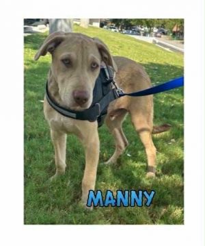 T12b Manny