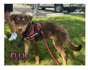 T11a Ellie