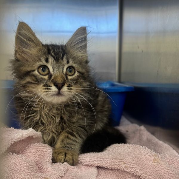 Mephisto thumbnail 3