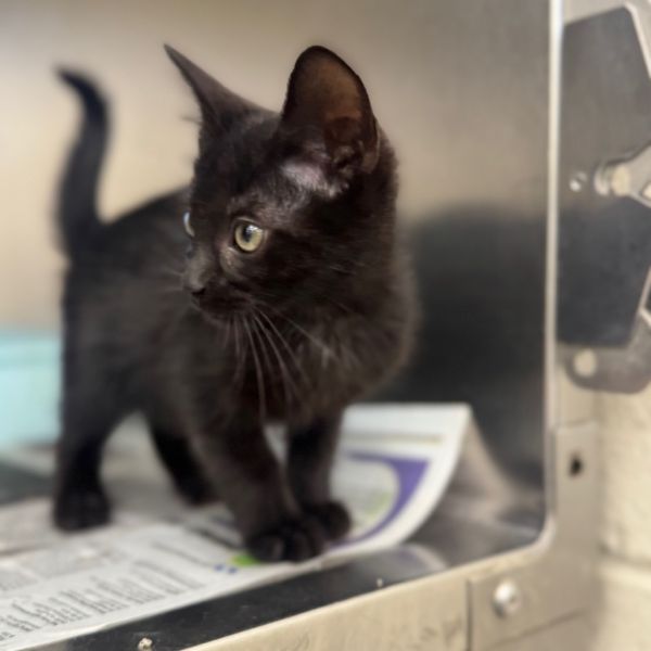 Andromeda thumbnail 2