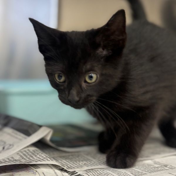 Andromeda thumbnail 3