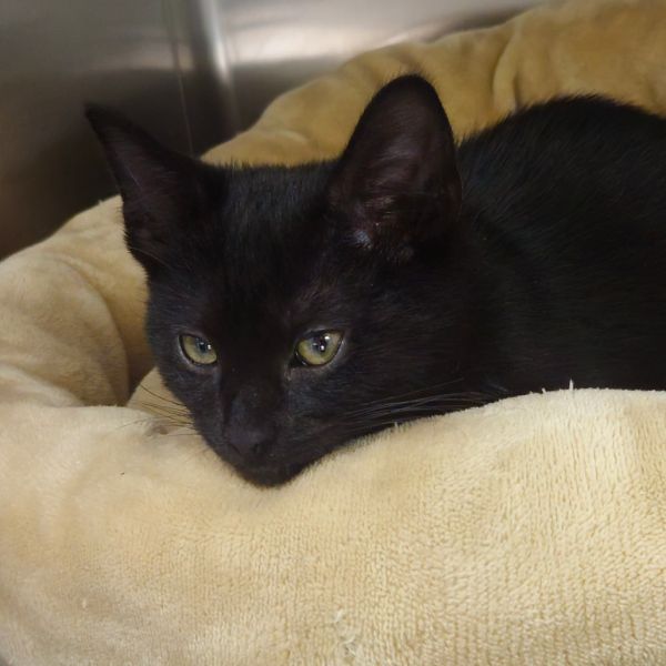 Andromeda thumbnail 4