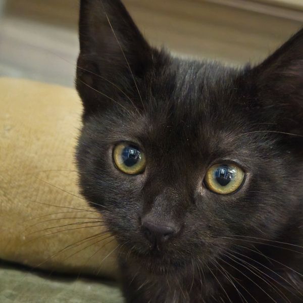 Andromeda thumbnail 5