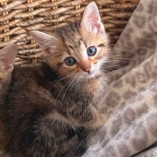 Anakin Catwalker photo 1