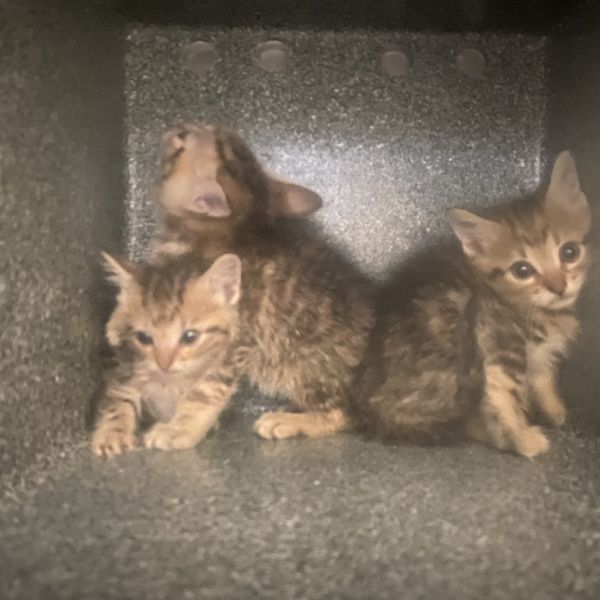 Anakin Catwalker thumbnail 2