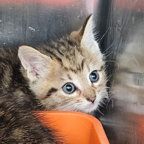 Anakin Catwalker thumbnail 3