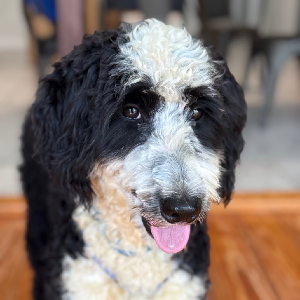 Sandy Cheeks (Benefactor Puppy)
