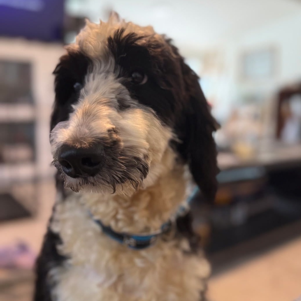 Sandy Cheeks (Benefactor Puppy)
