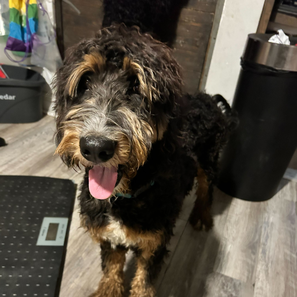 Doodlebob (Benefactor Puppy)