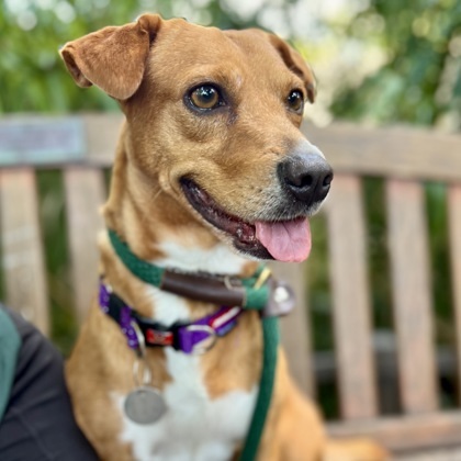Lucky, an adoptable Terrier, Mixed Breed in Honolulu, HI, 96826 | Photo Image 1