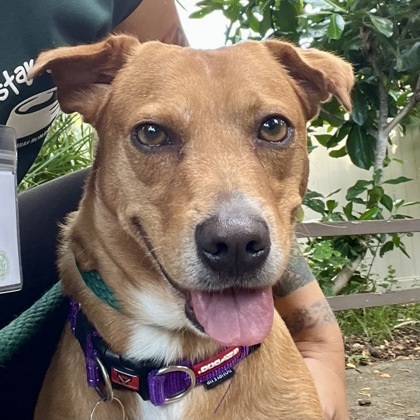 Lucky, an adoptable Terrier, Mixed Breed in Honolulu, HI, 96826 | Photo Image 2