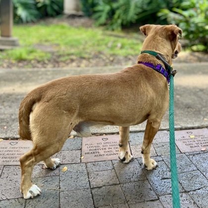 Lucky, an adoptable Terrier, Mixed Breed in Honolulu, HI, 96826 | Photo Image 3