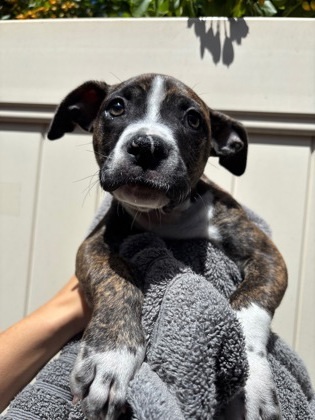 Brandy, an adoptable Pit Bull Terrier, Mixed Breed in Honolulu, HI, 96826 | Photo Image 1