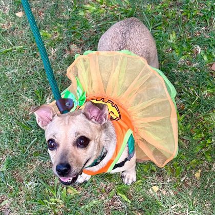 Mahina, an adoptable Chihuahua, Mixed Breed in Honolulu, HI, 96826 | Photo Image 1